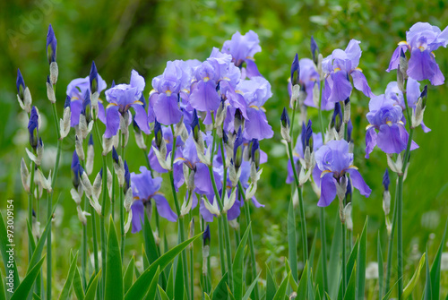 Fototapeta Naklejka Na Ścianę i Meble -  One bush of blooming blue irises plants in the garden.