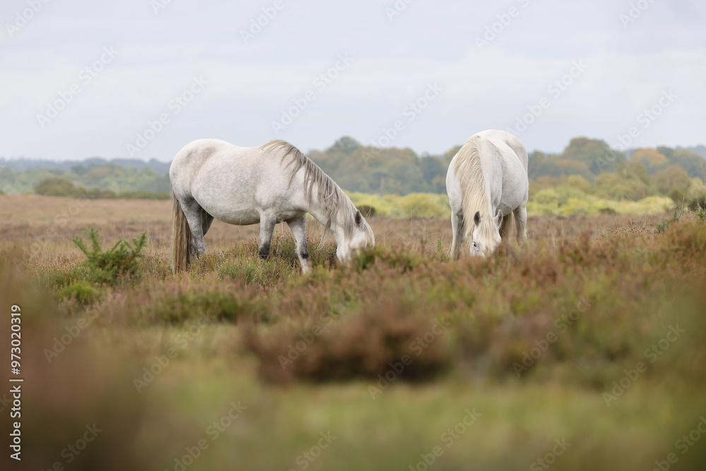 Grey new forest pony grazing in the landscape of The New Forest National Park. Grey new forest pony grazing in the landscape of The New Forest National Park.