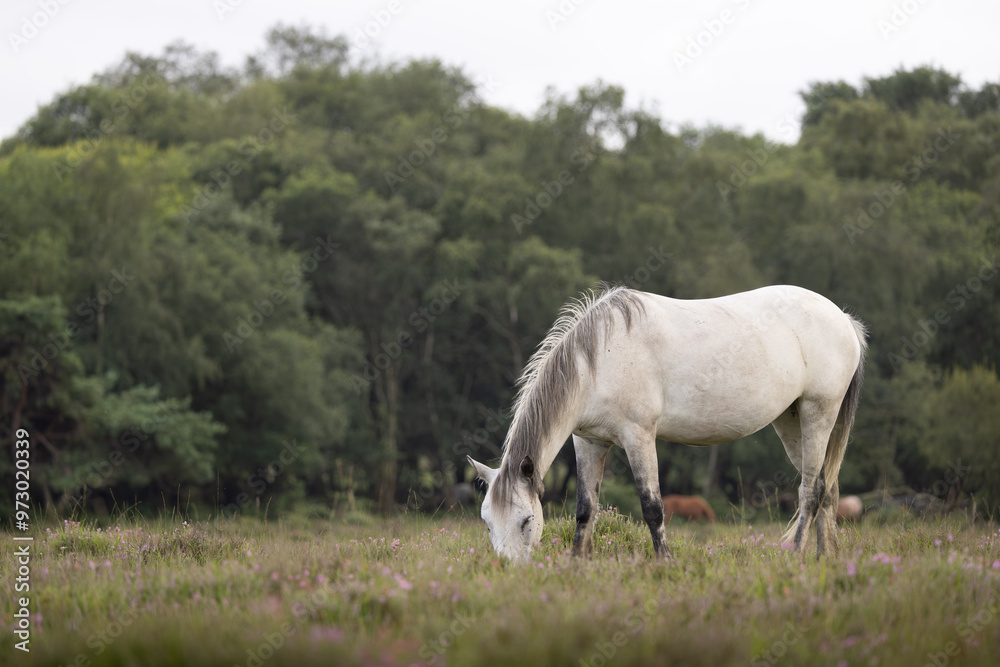 Grey new forest pony grazing in the landscape of The New Forest National Park. Grey new forest pony grazing in the landscape of The New Forest National Park.