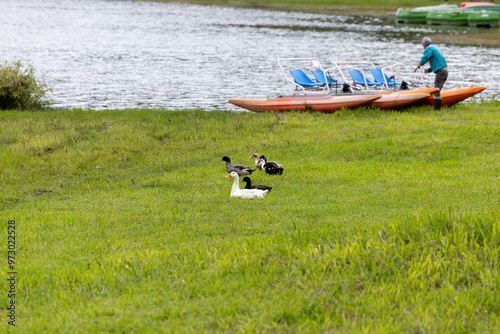 Ducks on the green grass near the lake of Furnas. Sao Miguel island, Azores, Portugal photo