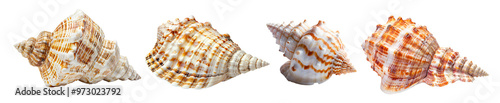 Four beautiful seashells showcasing intricate patterns and hues.