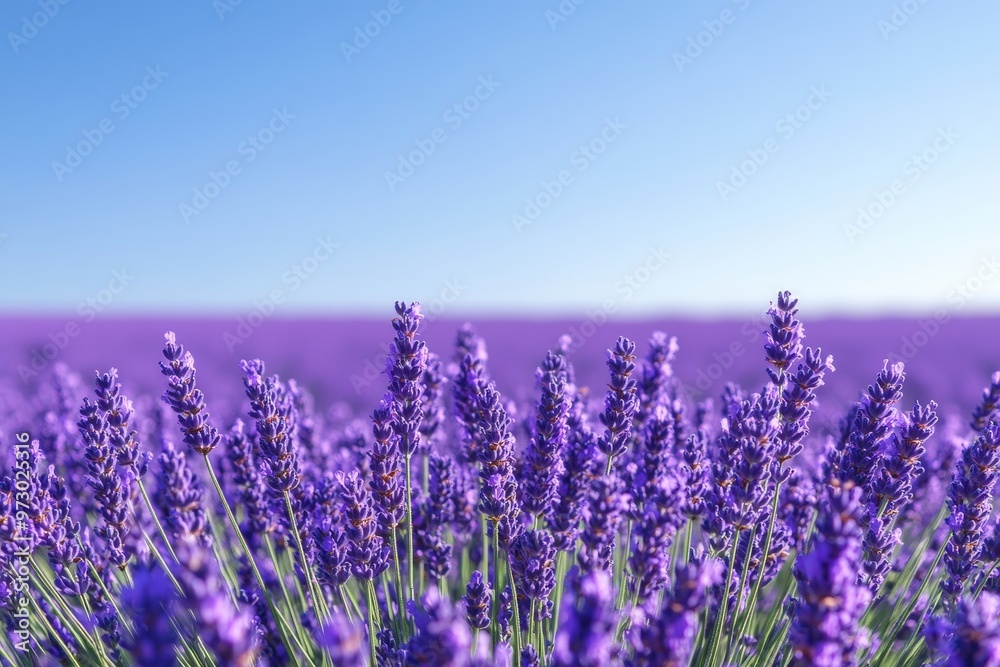Obraz premium A tranquil lavender field in full bloom under a clear blue sky, with soft sunlight enhancing the purple hues. Ideal for promoting relaxation and a sense of peace