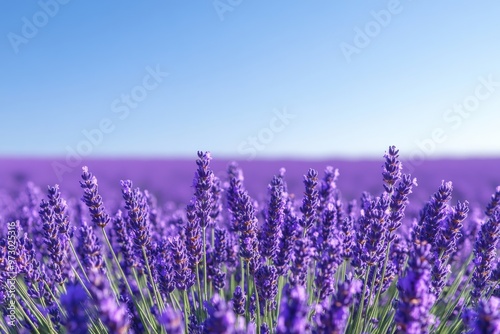 A tranquil lavender field in full bloom under a clear blue sky, with soft sunlight enhancing the purple hues. Ideal for promoting relaxation and a sense of peace