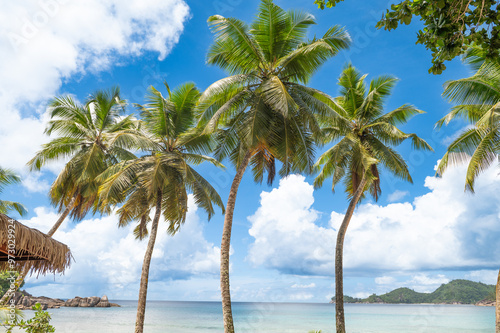Fototapeta Naklejka Na Ścianę i Meble -  palm trees on the beach