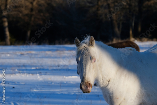 White gelding horse in Texas winter snow weather with copy space on background. photo