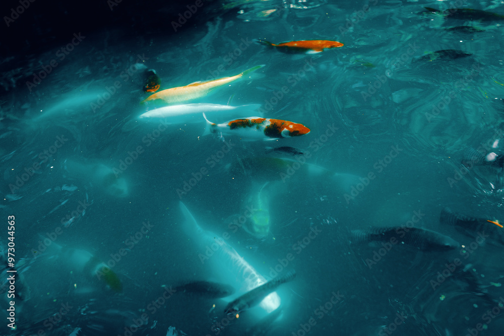 Fototapeta premium fish in the water
