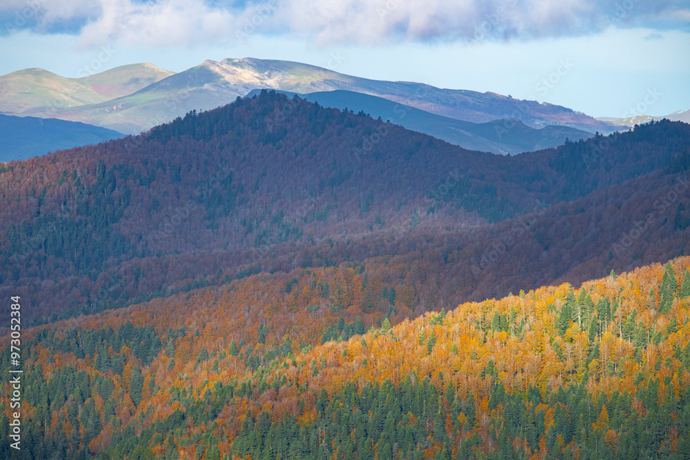 Obraz premium Colores de otoño en la Selva de Irati, Navarra un dia de Noviembre con niebla y lluvia
