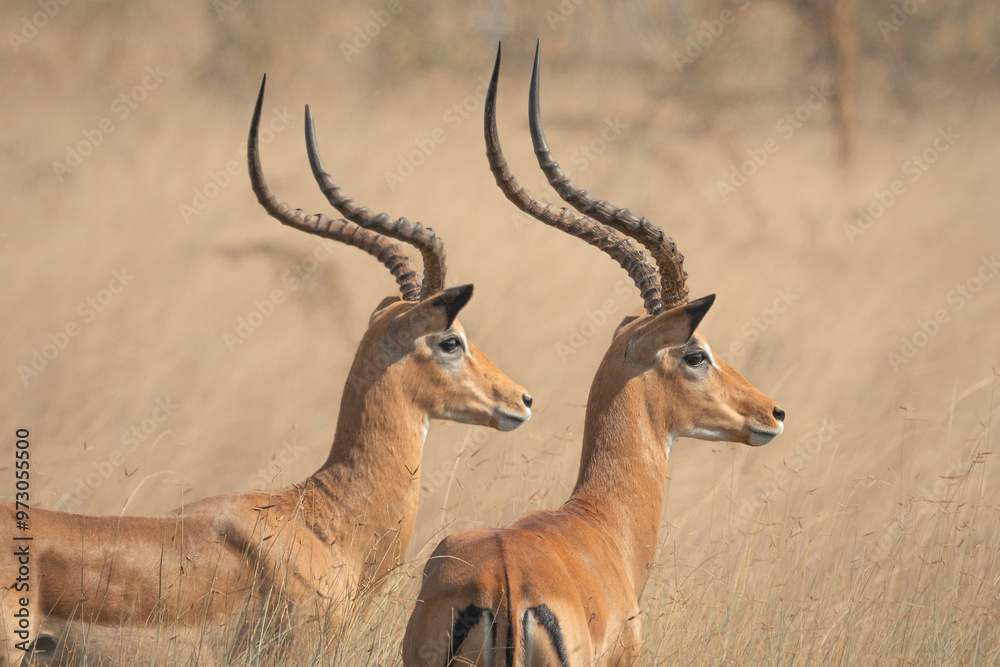 impala in the savannah impala in the savannah