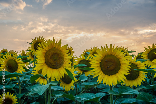 Girasoli photo