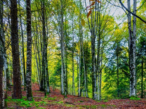 Colores de otoño en la Selva de Irati, Navarra un dia de Noviembre con niebla y lluvia