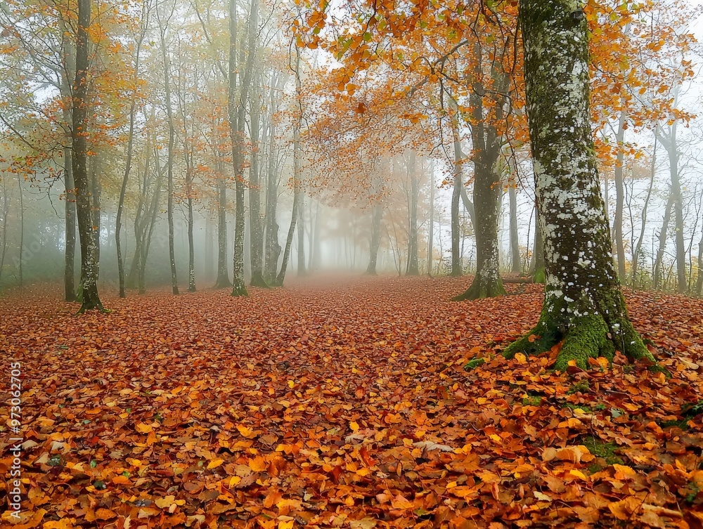An autumn forest with orange leaves covering the ground, a gentle fog rolling through the trees in the early morning An autumn forest with orange leaves covering the ground, a gentle fog rolling through the trees in the early morning