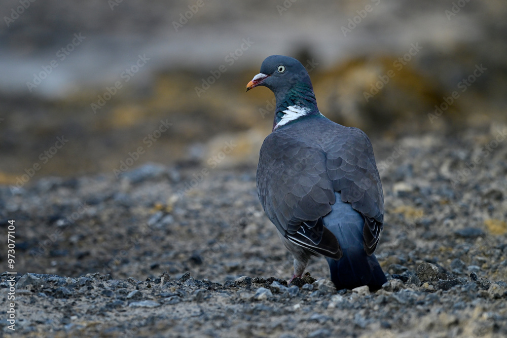 Fototapeta premium Ringeltaube // Wood pigeon (Columba palumbus)