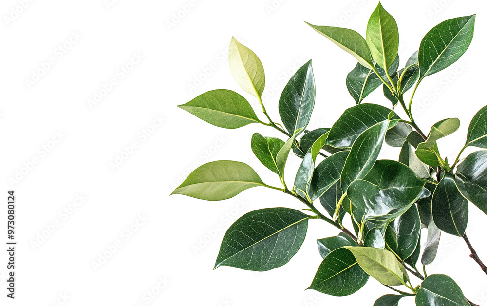Naklejka premium Young green plant of Ficus Benja on transparent background, png 