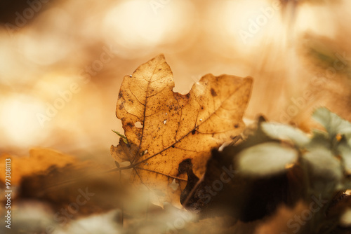 Close-up of a fallen leaf in an autumn forest with fall colors and blurry background.