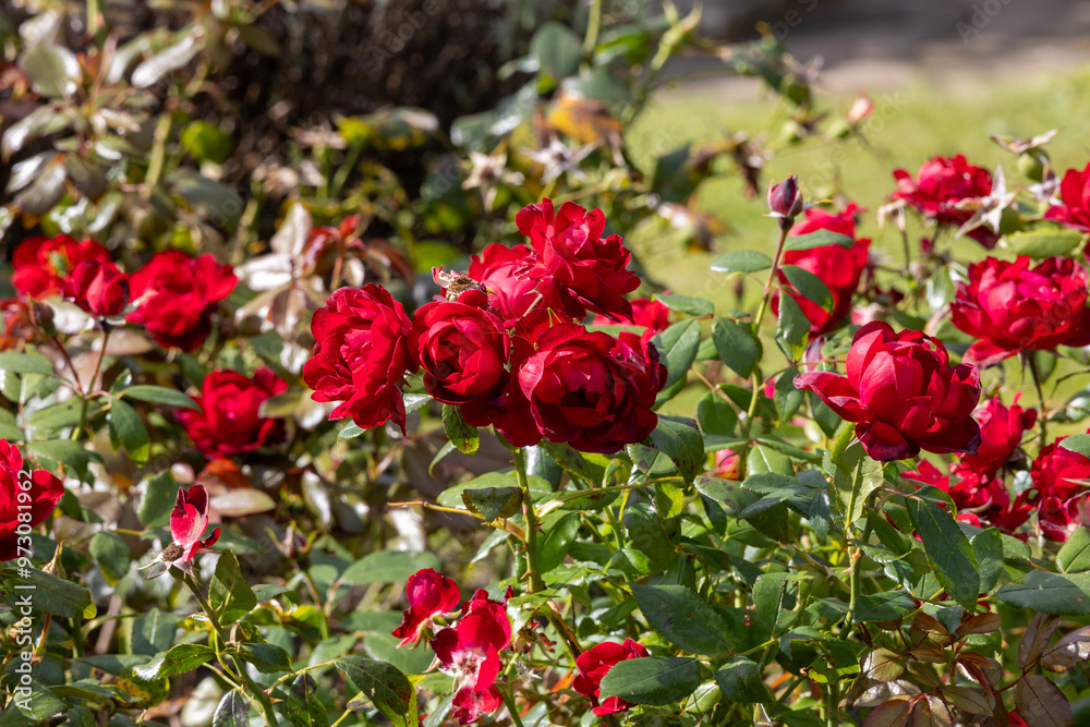red roses in their natural habitat, in full bloom at close range,elegant, intimate, romantic, delicate red roses in their natural habitat, in full bloom at close range,elegant, intimate, romantic, delicate