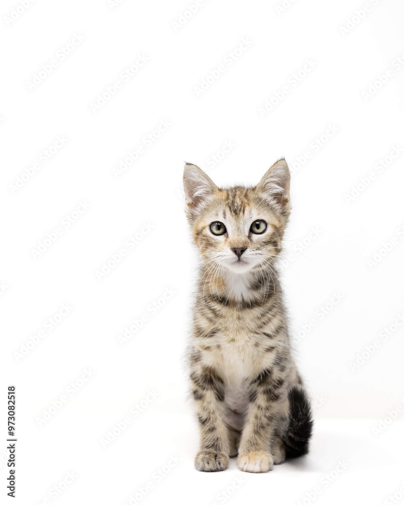 shorthair cat shorthair cat