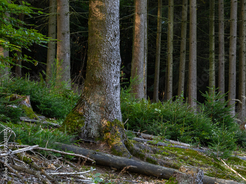 Morgenlicht im Hochwald Forst, alte Fichten mit Naturaufwuchs photo