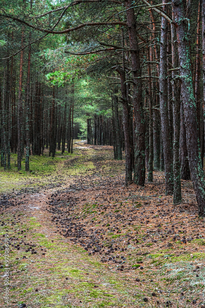 Trail in the coniferous pine forest of the Curonian spit national Park. Russia