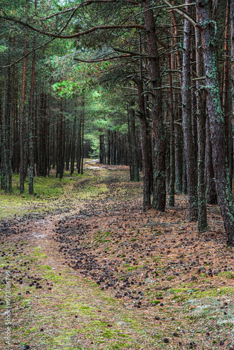 Obraz na płótnie Trail in the coniferous pine forest of the Curonian spit national Park. Russia w salonie