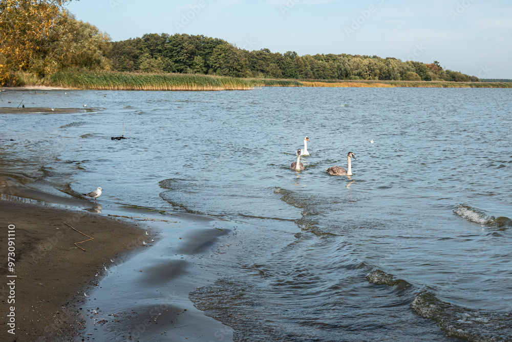 Swans in Curonian Lagoon on Curonian Spit in village Lesnoy. Russia