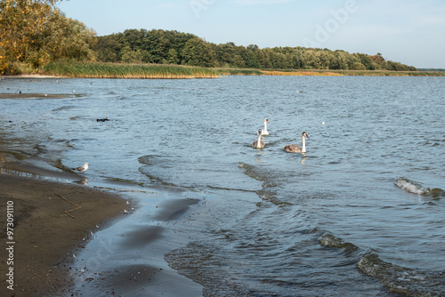 Obraz na płótnie Swans in Curonian Lagoon on Curonian Spit in village Lesnoy. Russia w salonie