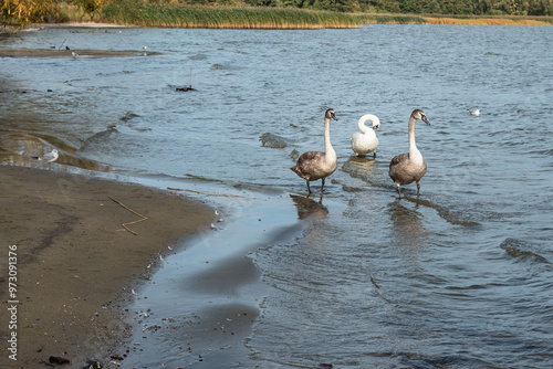 Obraz na płótnie Swans on banks of Curonian Lagoon on Curonian Spit in village Lesnoy. Russia w salonie