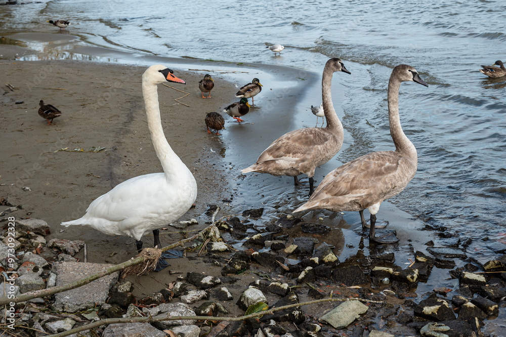 Swans on banks of Curonian Lagoon on Curonian Spit in village Lesnoy. Russia