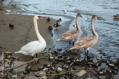 Obraz na płótnie Swans on banks of Curonian Lagoon on Curonian Spit in village Lesnoy. Russia w salonie