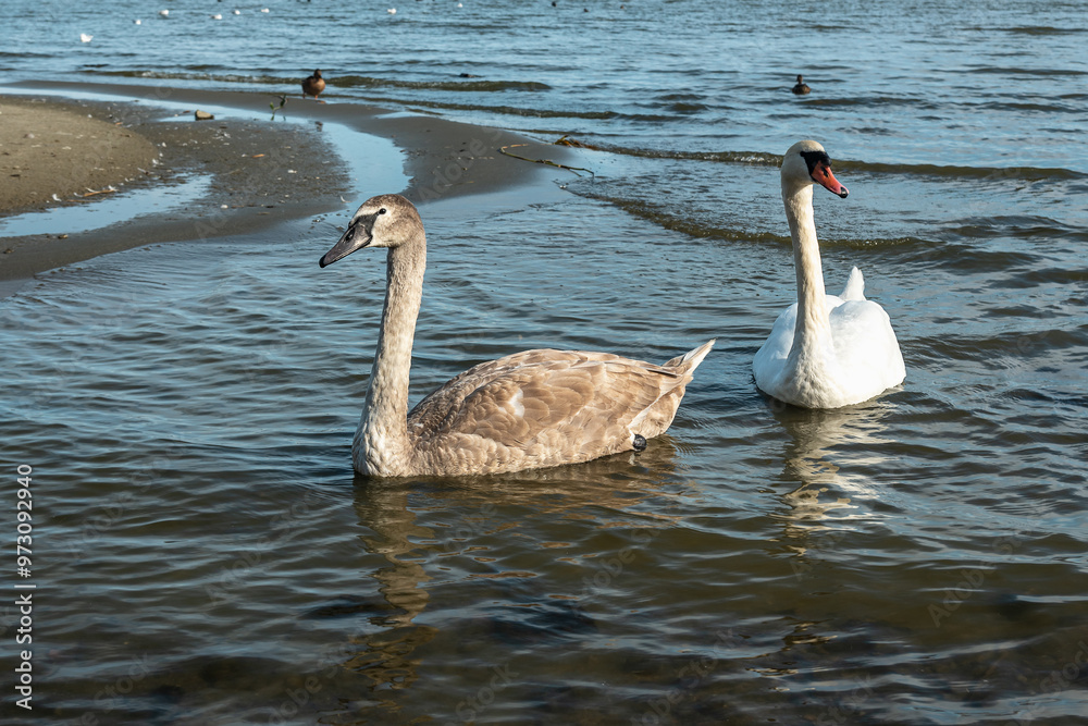 Swans in Curonian Lagoon on Curonian Spit in village Lesnoy. Russia