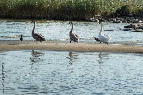 Swans on banks of Curonian Lagoon on Curonian Spit in village Lesnoy. Russia