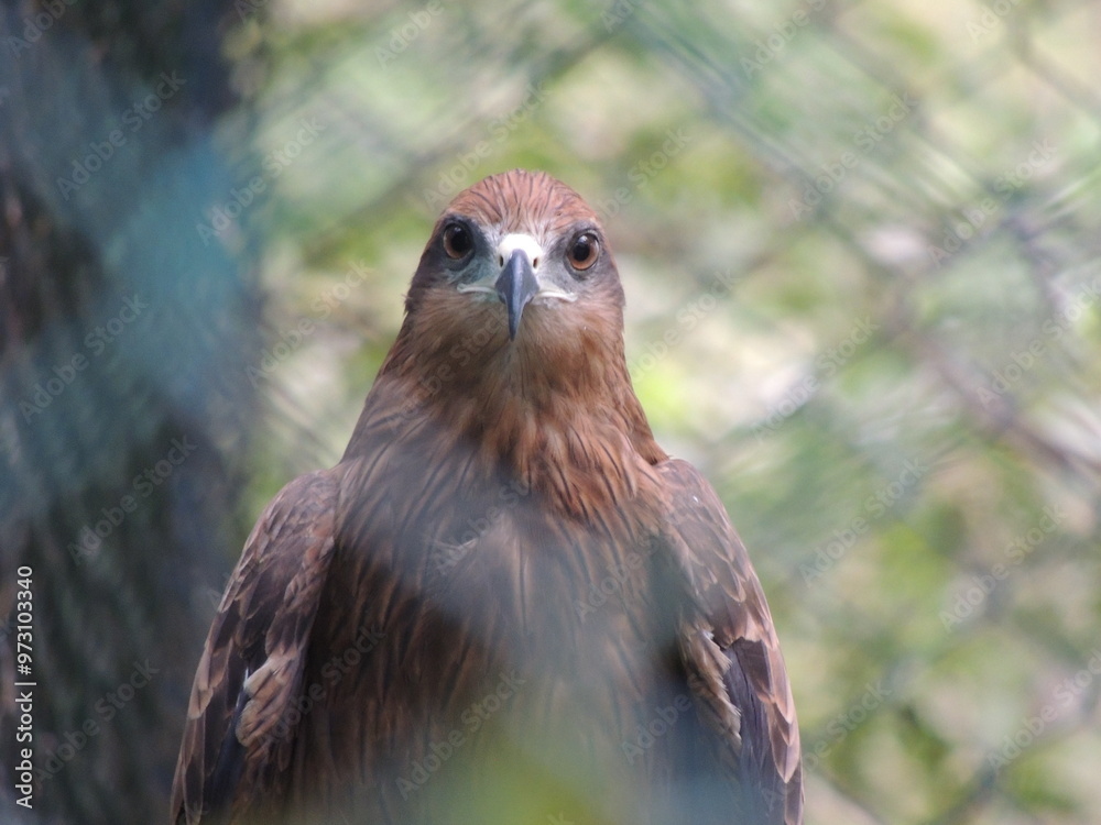 Fototapeta premium red tailed hawk