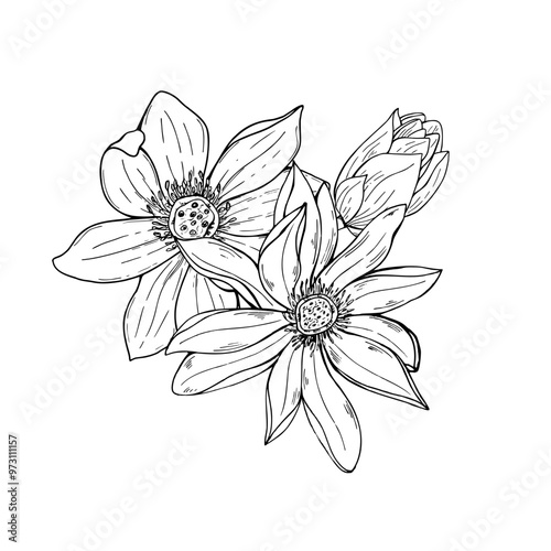 Bouquet of lotus flowers etching monochrome drawing. Blooming waterlily vector isolated illustration painted by black inks. Water plants sketch for poster, greeting, invitation, coloring book
