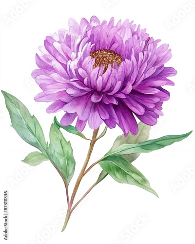 A single purple aster flower with green leaves against a white background.