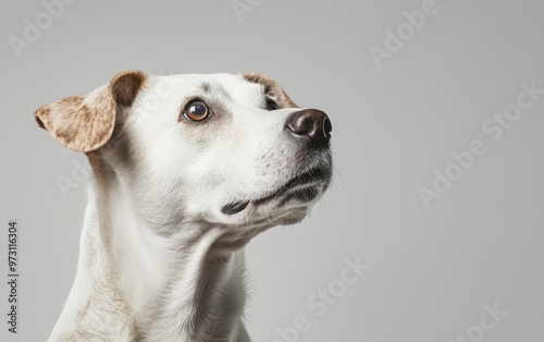 Dog Portrait studio light and background.