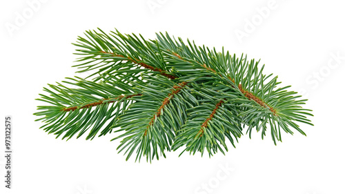 Fir tree branch isolated.