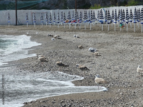 Seagulls on the Beach