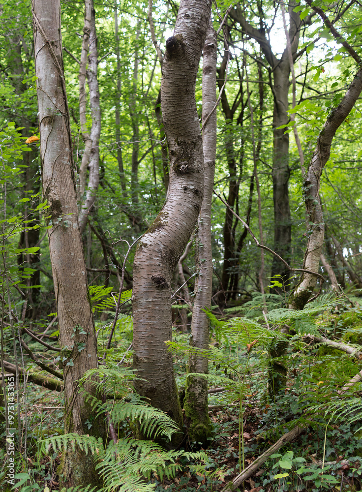 Fototapeta premium sous-bois 