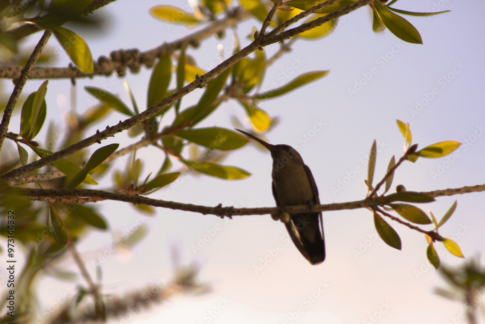 hummingbird on a branch hummingbird on a branch