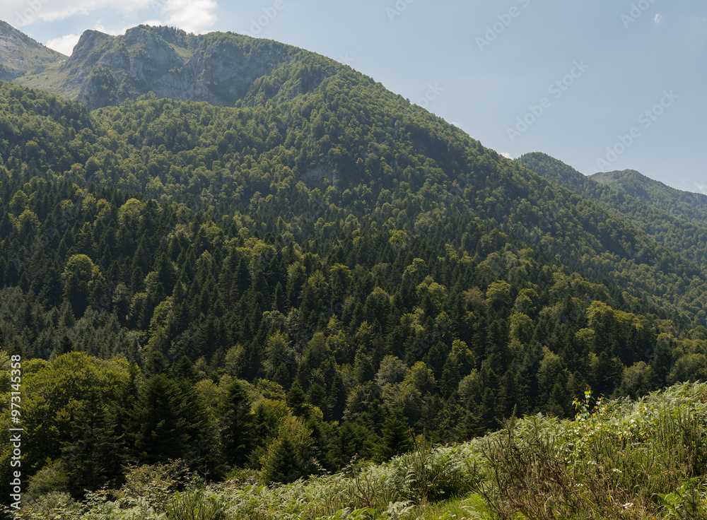 Obraz premium forêt