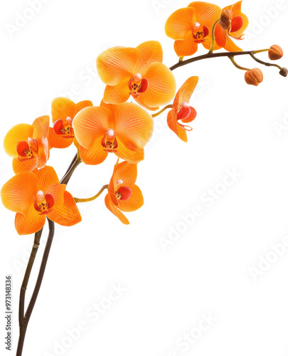 Bright orange orchids on a branch, tropical flower illustration
