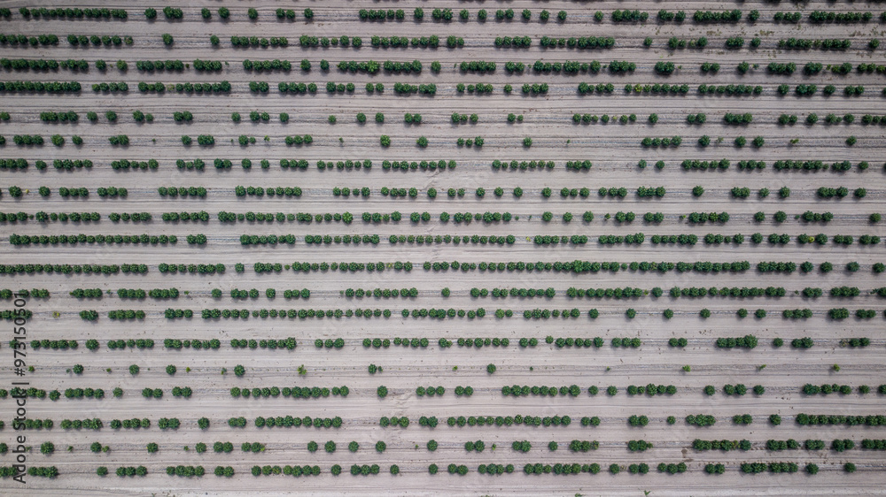 Obraz premium Aerial view of papaya fields in Mexico