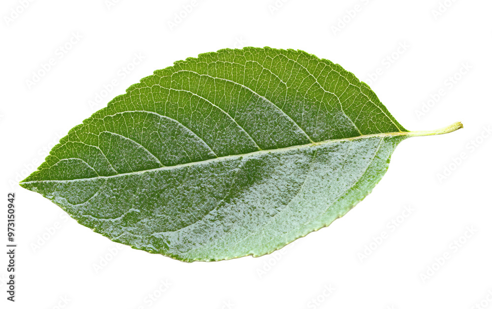 Apple leaf isolated on white or transparent background Apple leaf isolated on white or transparent background