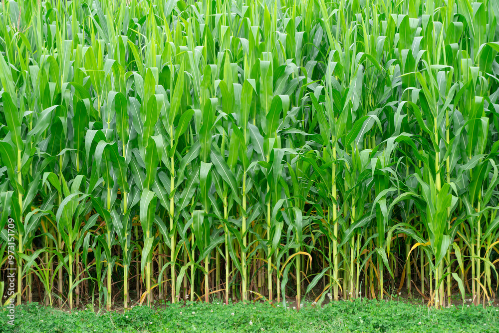 close up on corn field in the farm close up on corn field in the farm