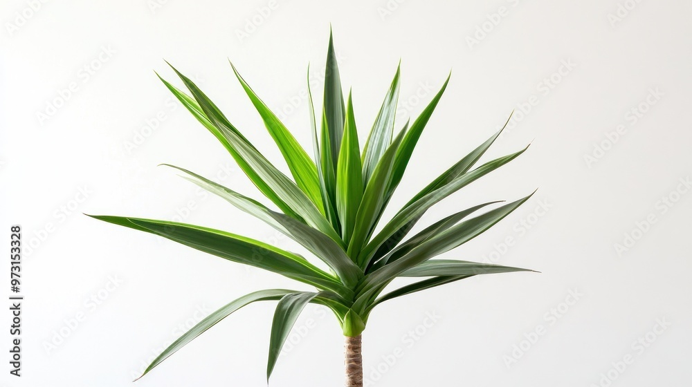 A vibrant green plant with long, pointed leaves against a plain background. A vibrant green plant with long, pointed leaves against a plain background.