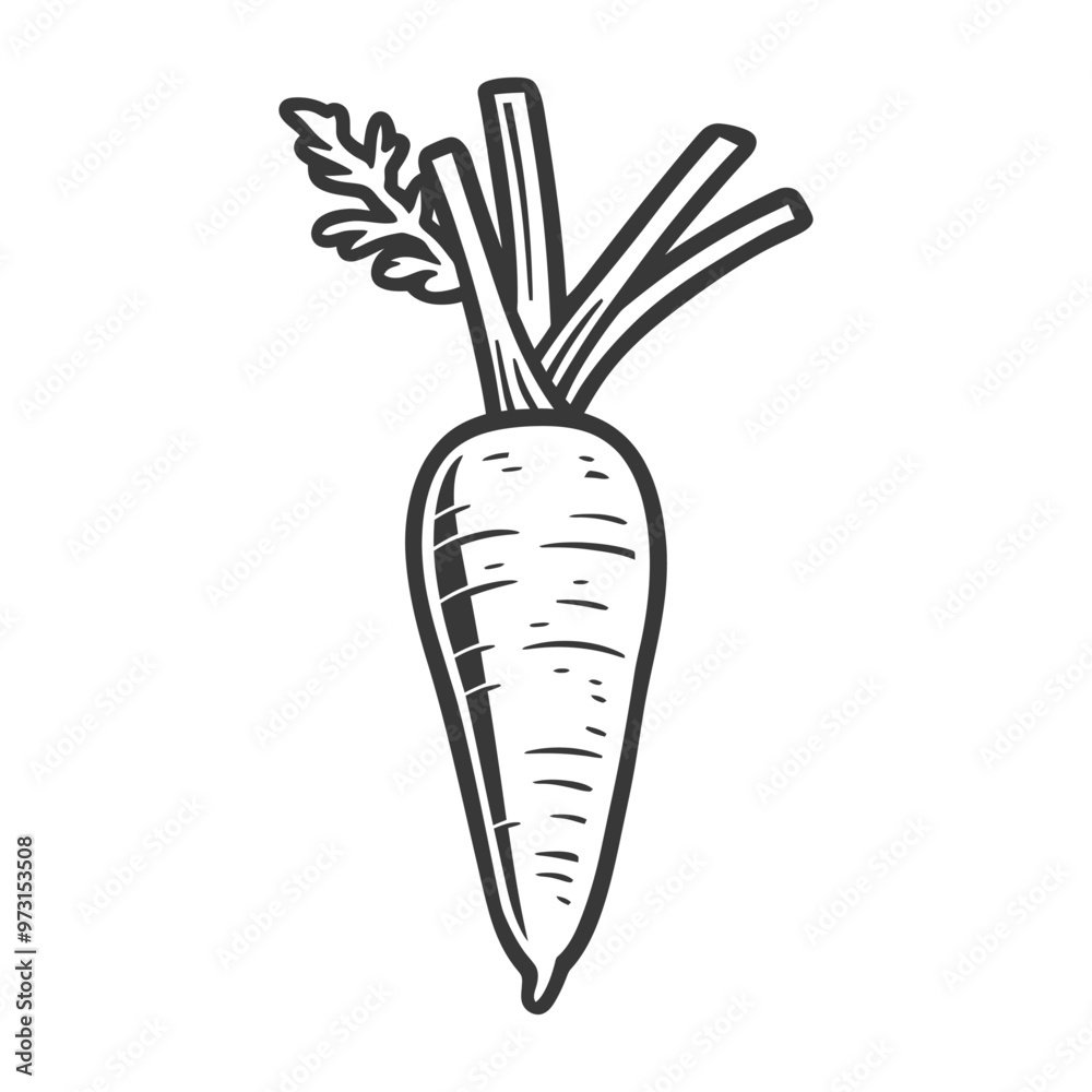 A Single Carrot with Its Green Tops and a Detailed Outline A Single Carrot with Its Green Tops and a Detailed Outline