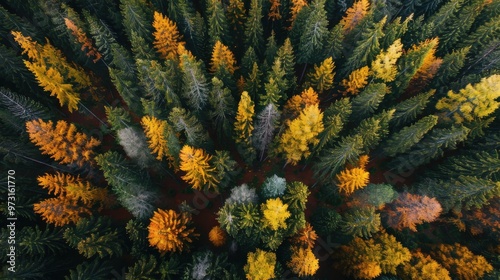 A forest with many trees in different colors of leaves