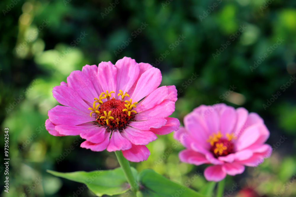 Two soft pink zinnias on a green background in partial shade in the garden on a sunny summer day - horizontal photo, close-up, top view Two soft pink zinnias on a green background in partial shade in the garden on a sunny summer day - horizontal photo, close-up, top view