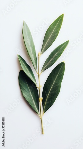 A close-up view of fresh bay leaves arranged elegantly on a light background, showcasing their vibrant green color and natural patterns