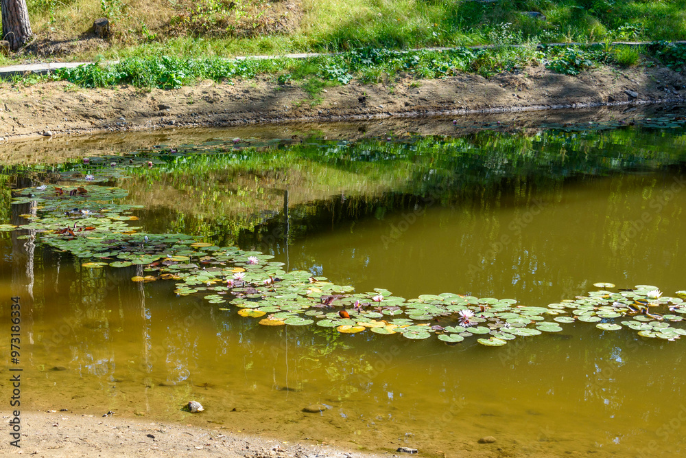 Water lilies on a pond on a sunny day. Water lilies on a pond on a sunny day.
