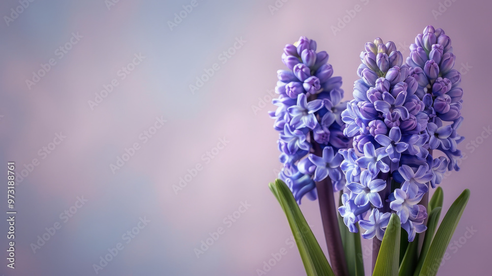 Fototapeta premium A serene arrangement of blue hyacinth flowers in bloom, showcasing delicate petals on a soft pastel background.
